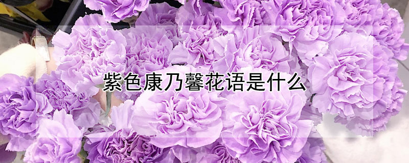 紫色康乃馨花语是什么 紫白色康乃馨花语