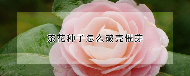 茶花种子怎么破壳催芽（茶花种子怎么破壳催芽图解）