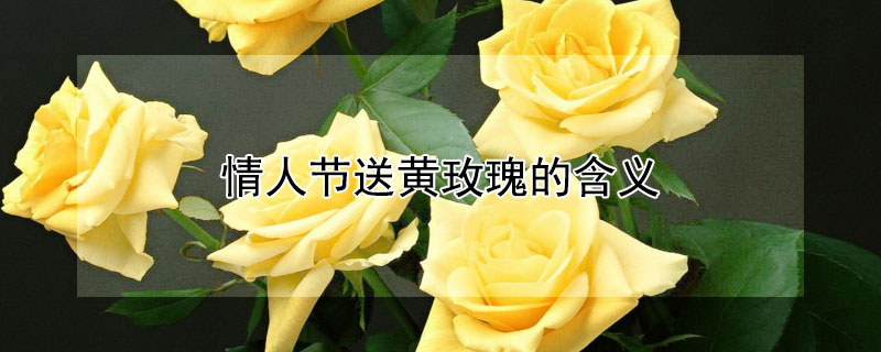 情人节送黄玫瑰的含义（情人节送黄色花代表什么）
