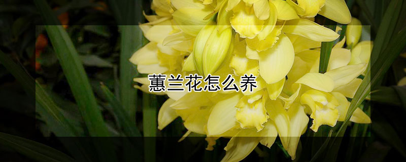 蕙兰花怎么养