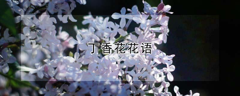 丁香花花语（紫丁香花花语）