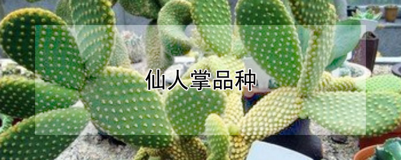 仙人掌品种（开花的仙人掌品种）