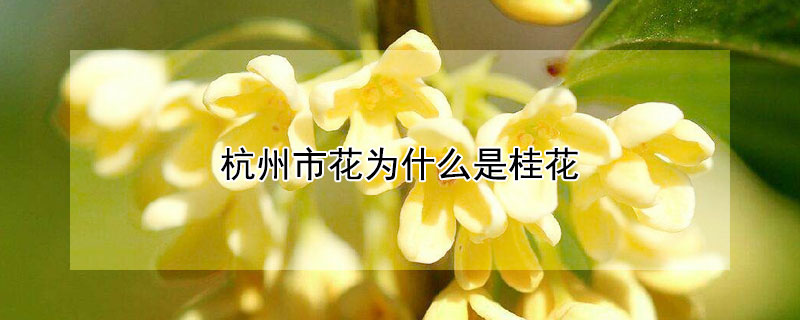 杭州市花为什么是桂花 杭州市市花为什么是桂花