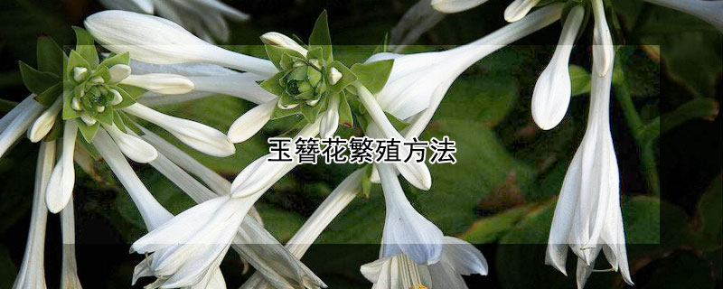 玉簪花繁殖方法 盆栽玉簪花繁殖方法