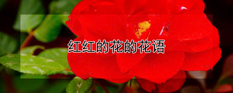 红红的花的花语（红红的花语是啥子意思）