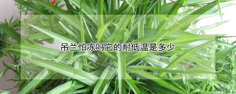 吊兰怕冻吗它的耐低温是多少（吊兰冬季怕冻吗）