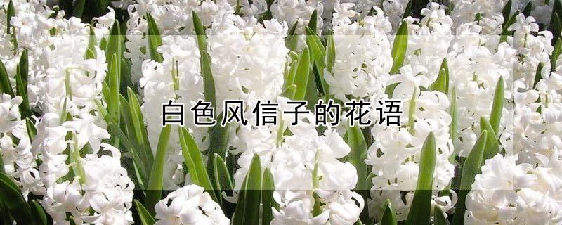 白色风信子的花语（白色风信子的花语是什么）