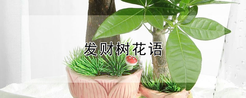 发财树花语