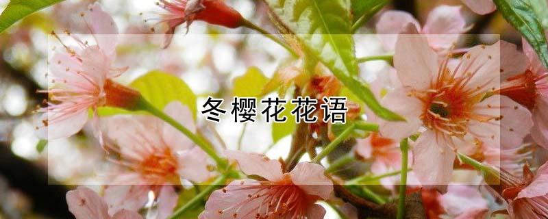 冬樱花花语 冬樱的花语