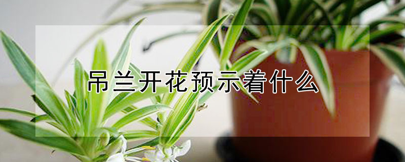 吊兰开花预示着什么（吊兰开花预示着什么后枝条怎么办）