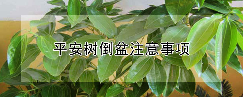 平安树倒盆注意事项（平安树怎么倒栽）