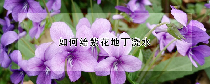 如何给紫花地丁浇水 紫花地丁如何盆栽