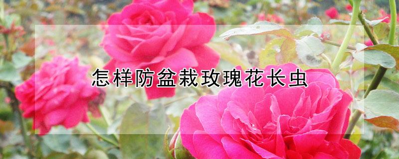 怎样防盆栽玫瑰花长虫（盆栽玫瑰花长虫怎么办）