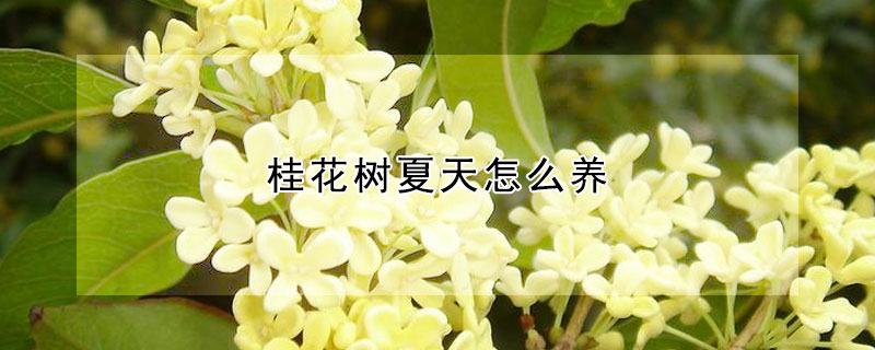 桂花树夏天怎么养