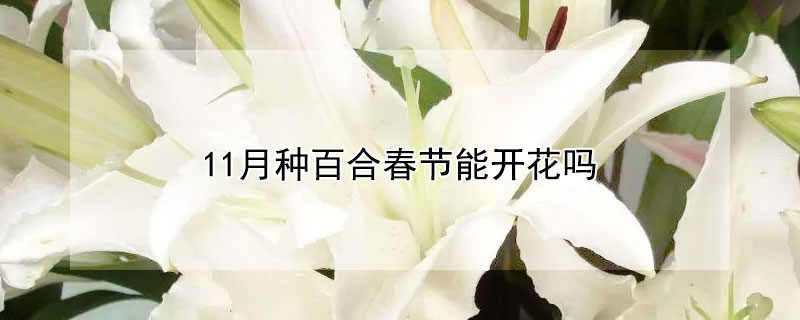 11月种百合春节能开花吗（十一月份还能种百合花吗）