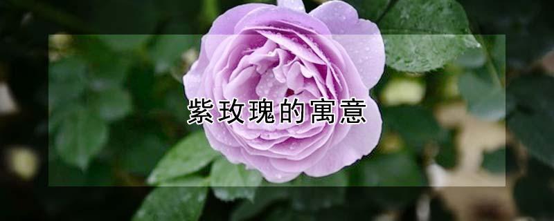 紫玫瑰的寓意