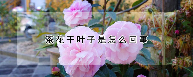 茶花干叶子是怎么回事 刚种的茶花干叶子是怎么回事