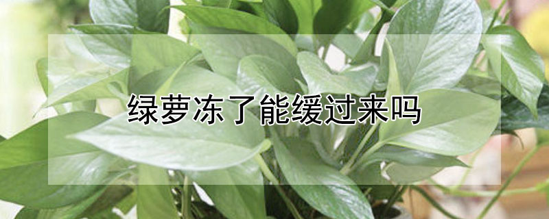 绿萝冻了能缓过来吗 绿萝冻了以后怎么办