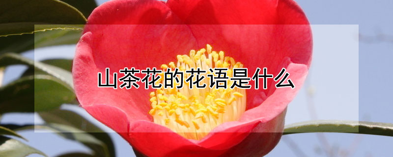 山茶花的花语是什么 小雏菊的花语是什么