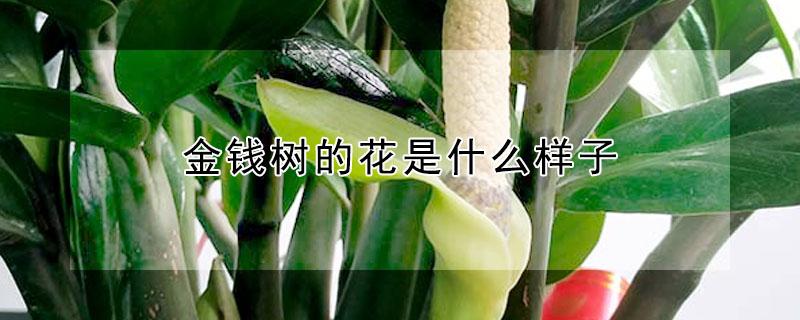 金钱树的花是什么样子（金钱树开花像什么）