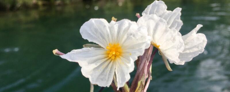 泸沽湖的水性杨花花语 泸沽湖的水性杨花是什么意思