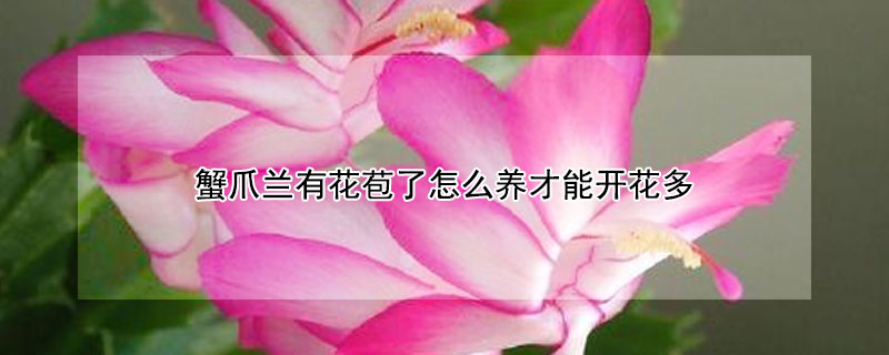 蟹爪兰有花苞了怎么养才能开花多 蟹爪兰怎么养才能长花苞