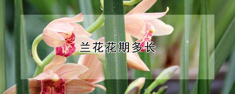 兰花花期多长