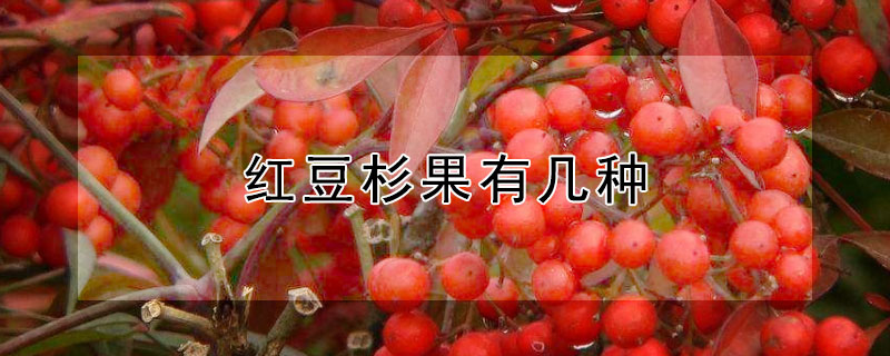 红豆杉果有几种 红豆杉果实好吃吗