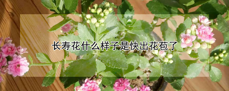 长寿花什么样子是快出花苞了 长寿花要出花苞是什么样子