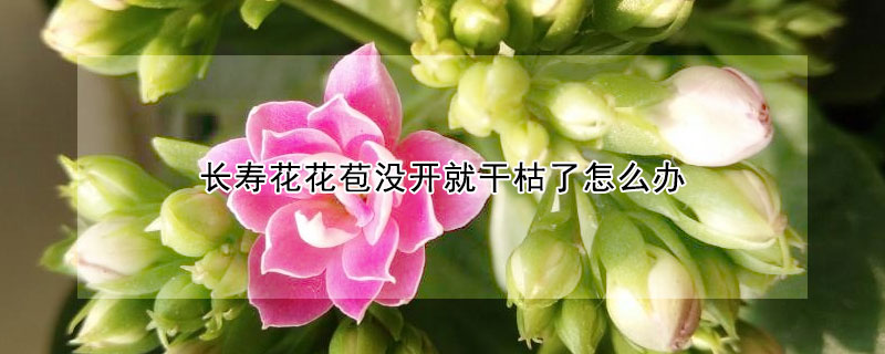 长寿花花苞没开就干枯了怎么办 长寿花苞干枯了是什么原因?