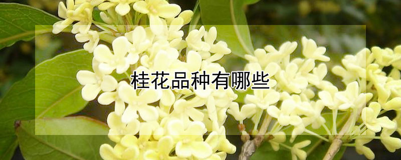 桂花品种有哪些