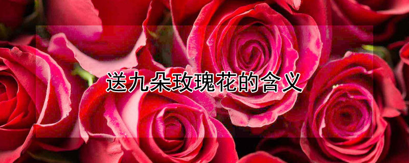 送九朵玫瑰花的含义（送花送九朵玫瑰代表什么）