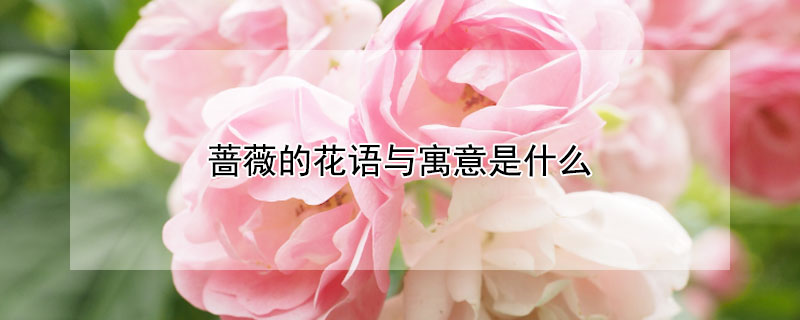 蔷薇的花语与寓意是什么 蔷薇花的花语和寓意
