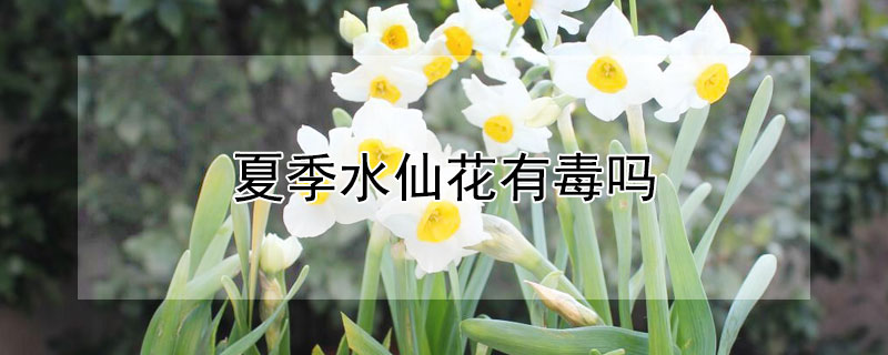 夏季水仙花有毒吗 水仙花花有毒么