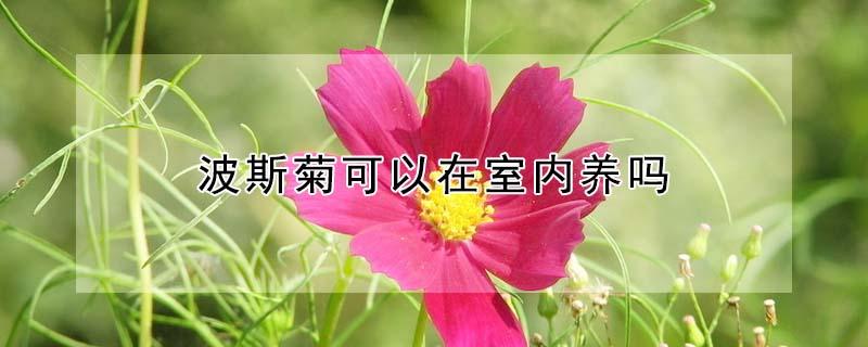 波斯菊可以在室内养吗（波斯菊可以种在家里吗）