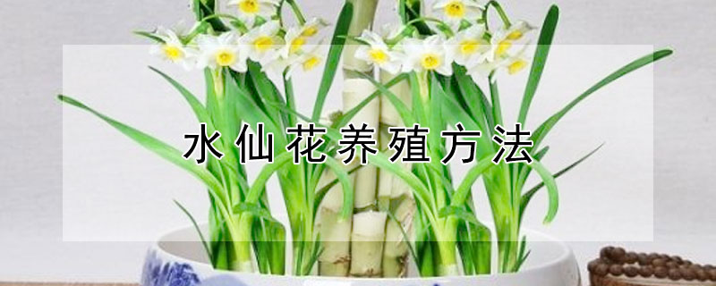 水仙花养殖方法 水仙花养殖方法百度