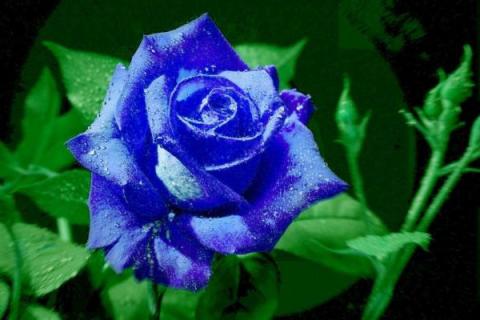 蓝玫瑰的花语是什么
