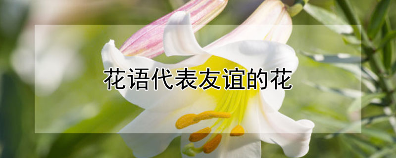 花语代表友谊的花（花语代表友谊的花都有哪些）