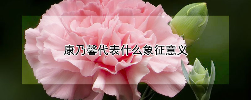 康乃馨代表什么象征意义 粉红色康乃馨代表什么象征意义