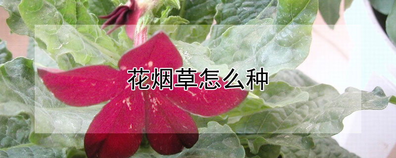 花烟草怎么种