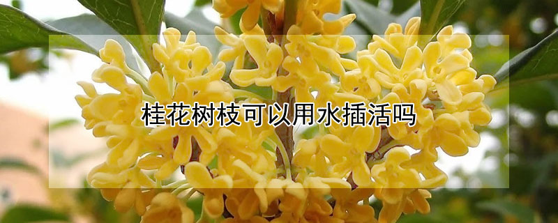 桂花树枝可以用水插活吗 桂花树枝条能插活吗