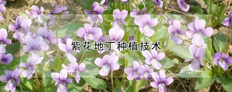 紫花地丁种植技术（紫花地丁盆栽种植）
