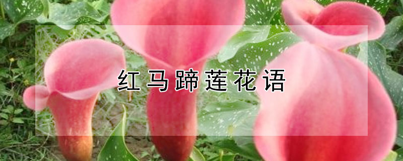 红马蹄莲花语（粉红色马蹄莲花语）