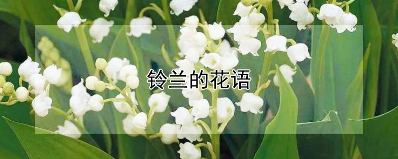 铃兰的花语（铃兰的花语是什么象征）