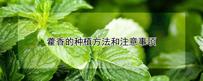 藿香的种植方法和注意事项 藿香怎样种植技术