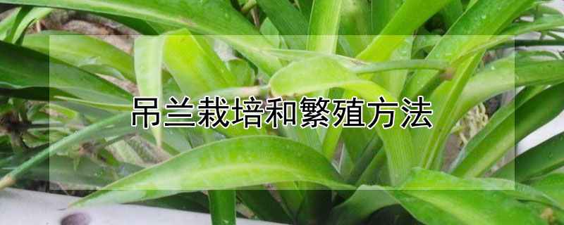 吊兰栽培和繁殖方法 吊兰如何繁殖与养护