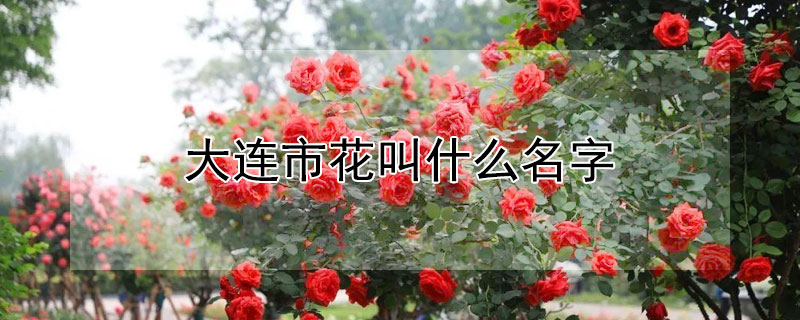 大连市花叫什么名字 大连市的市花是哪一个