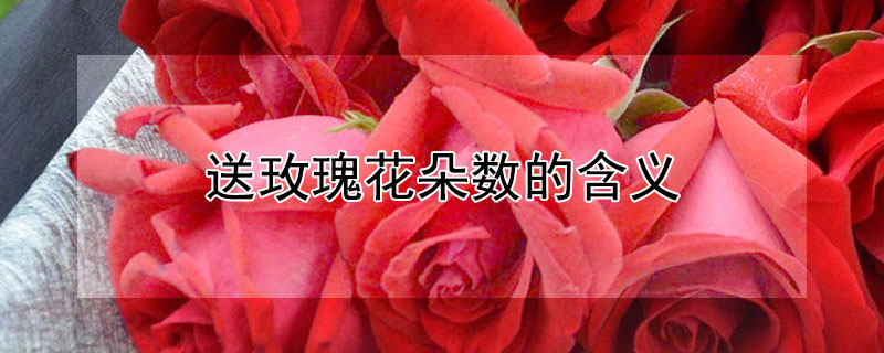 送玫瑰花朵数的含义 送玫瑰花朵数的含义99