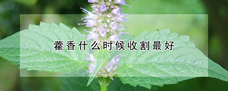 藿香什么时候收割最好（种植藿香可以连续收割几年）