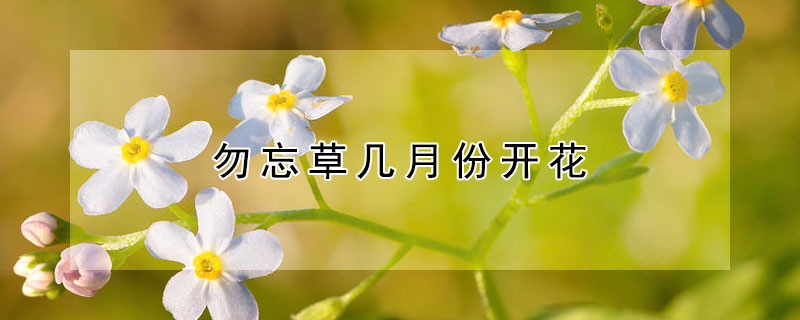 勿忘草几月份开花 勿忘草什么季节开花